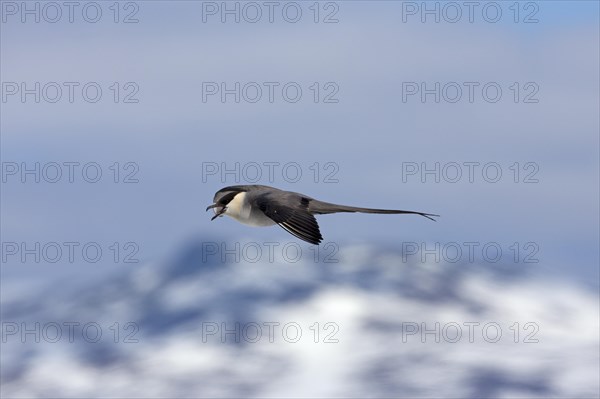 Long-tailed skua