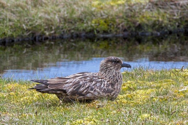 Great skua