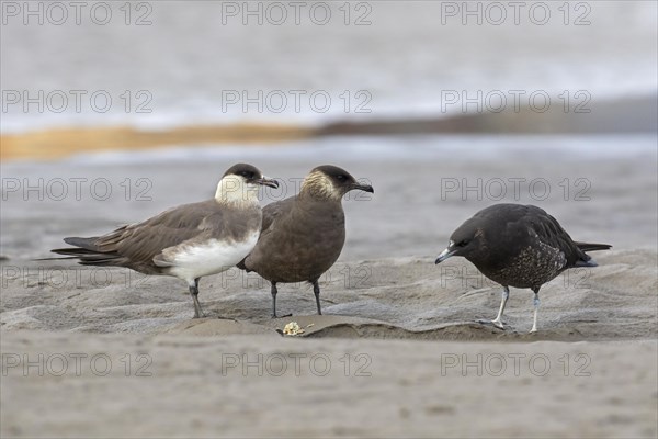 Arctic skua