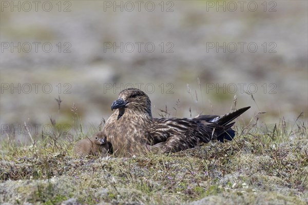 Great skua