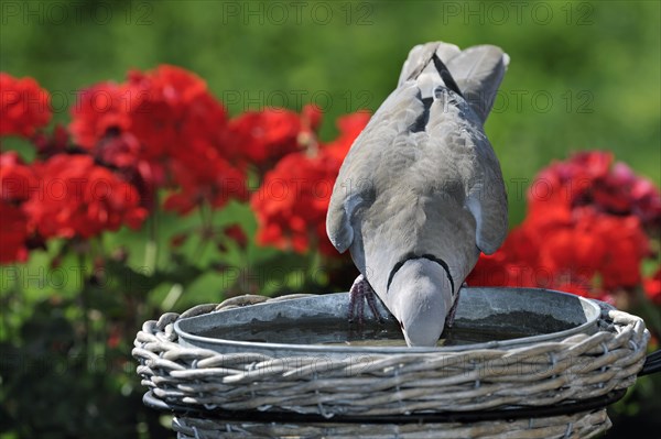 Eurasian collared dove