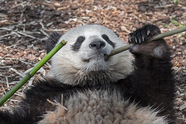 Young two year old giant panda