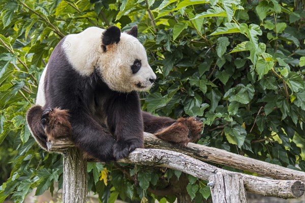 Giant panda