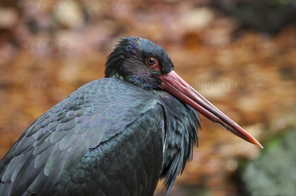 Black stork