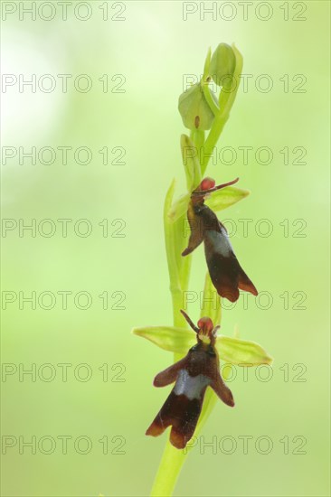 Fly orchid