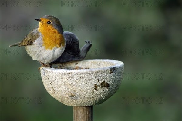 European robin