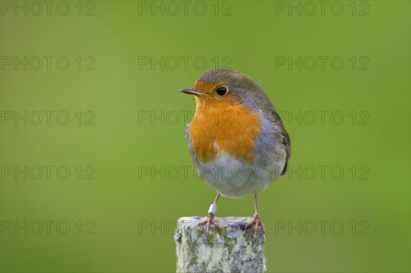 Ringed European robin
