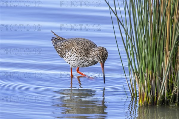 Common redshank