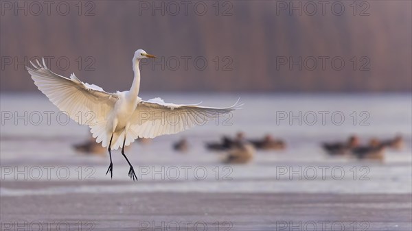 Great egret