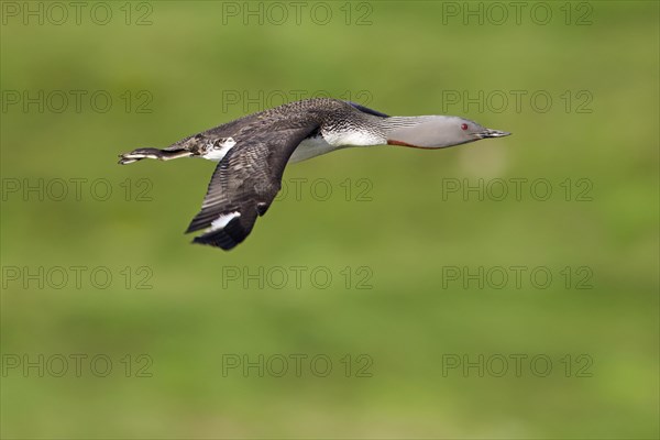 Red-throated loon