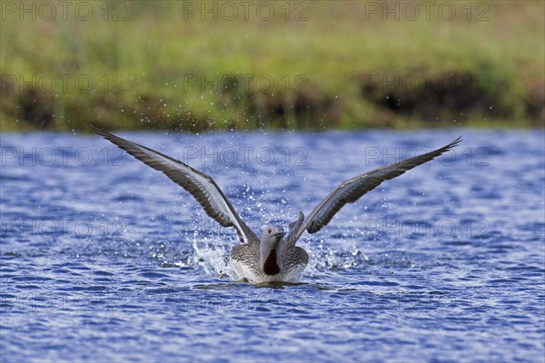 Red-throated loon