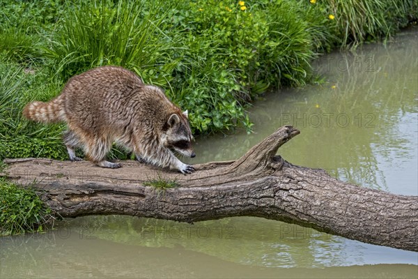 Common raccoon