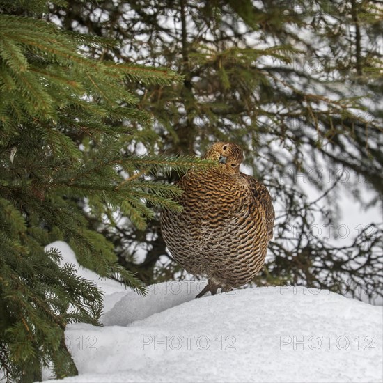 Black grouse