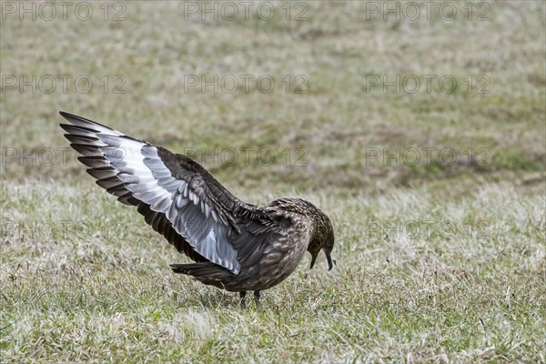 Great skua