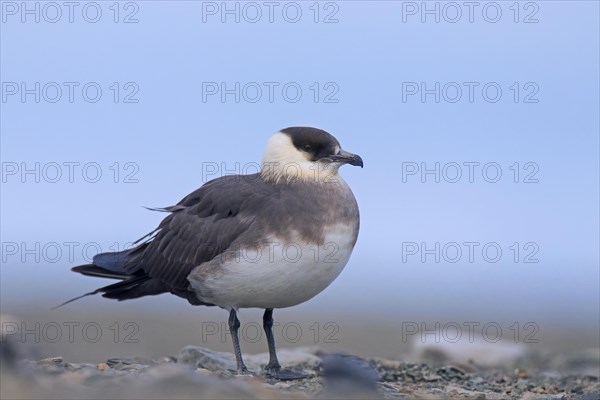 Arctic skua