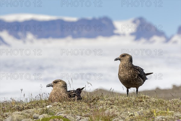 Great skua