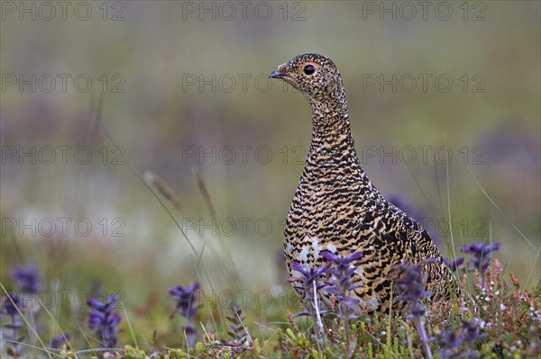 Icelandic rock ptarmigan