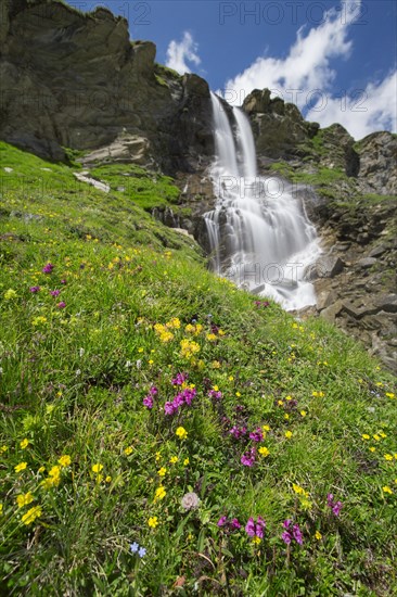 Alpine wildflowers blooming in front of the Nassfeld waterfall in the Hohe Tauern National Park