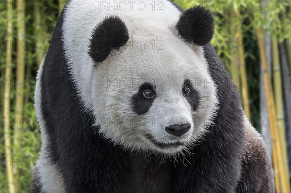 Giant panda