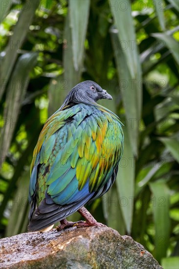 Nicobar pigeon