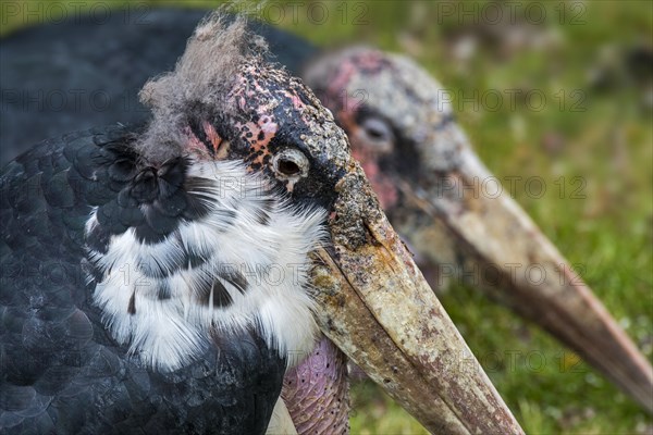 Marabou stork