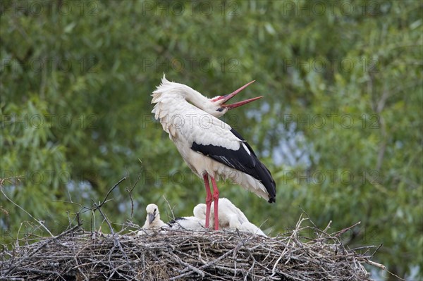 White storks