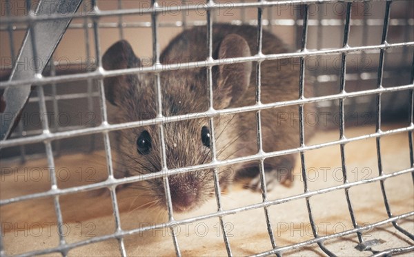 A mouse sits in a live trap for mice in Berlin. 18.04.2023.