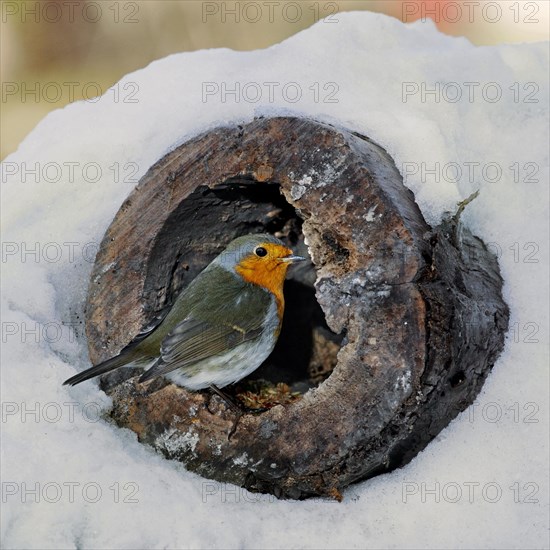 European Robin