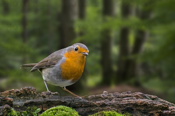 European robin