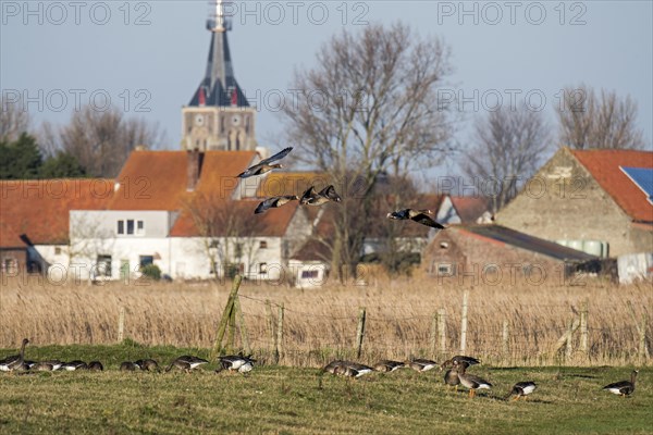 Flock of white-fronted geese