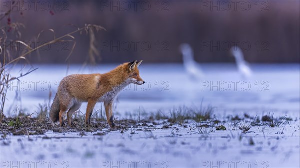 Red fox