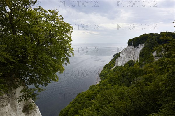 Chalk cliffs with beech forest on the Baltic coast