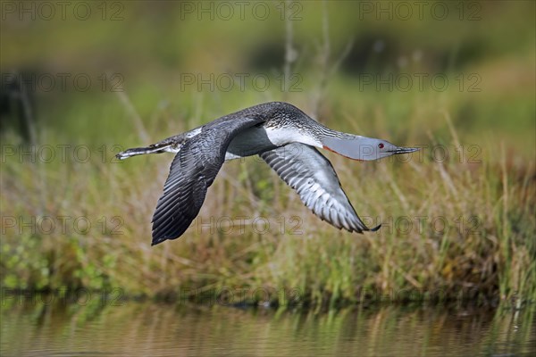 Red-throated loon