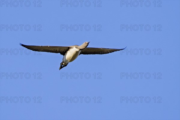 Red-throated loon