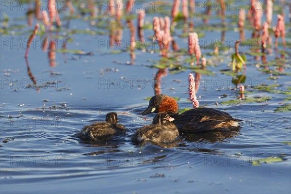 Little grebe