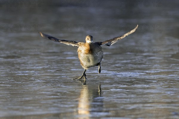 Little grebe