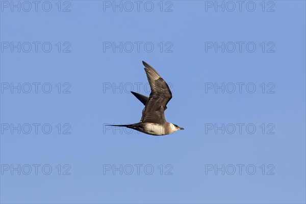 Arctic skua