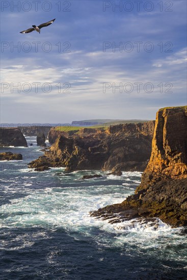 Sea cliffs and sea stacks at Eshaness