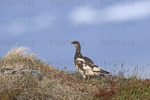 Icelandic rock ptarmigan