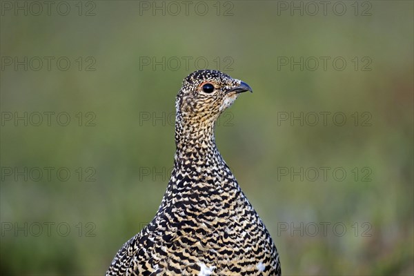 Icelandic rock ptarmigan