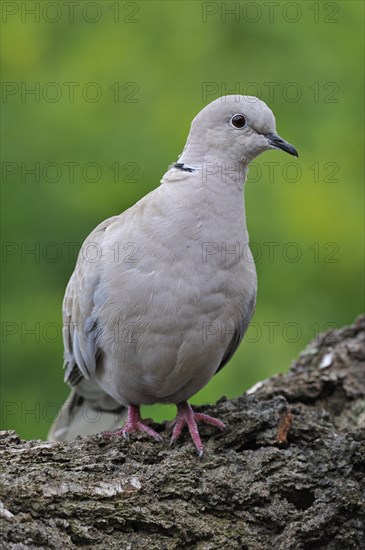 Eurasian collared dove