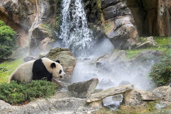 Giant panda