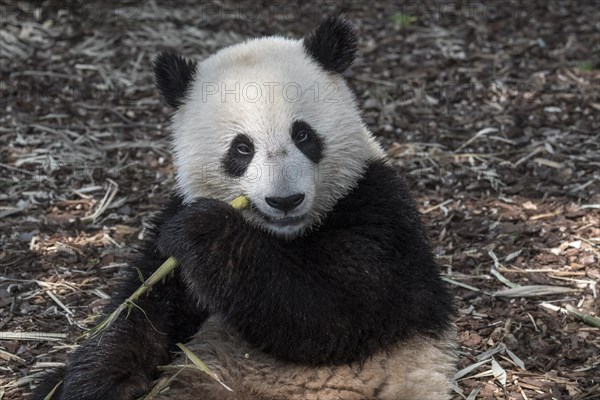 Young two year old giant panda