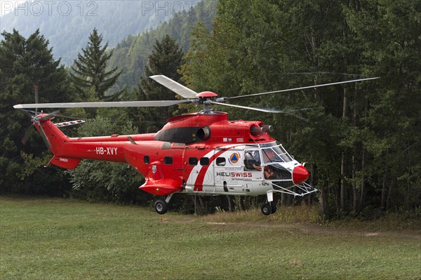 Multi-purpose transport helicopter AS 332 Super Cougar C1 HB-XVY of Heliswiss International AG lands on a forest meadow