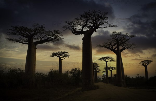 Baobab avenue near Morondava in western Madagascar