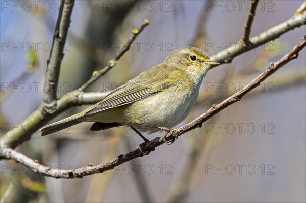 Common chiffchaff