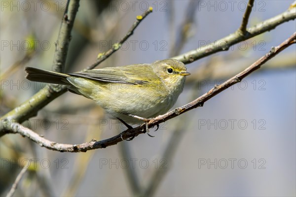 Common chiffchaff