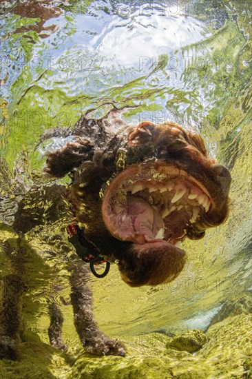 Underwater photo of a domestic dog Lagotto Romagnolo in a mountain stream