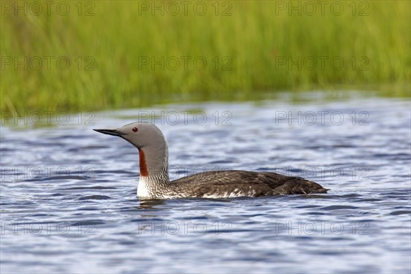 Red-throated loon