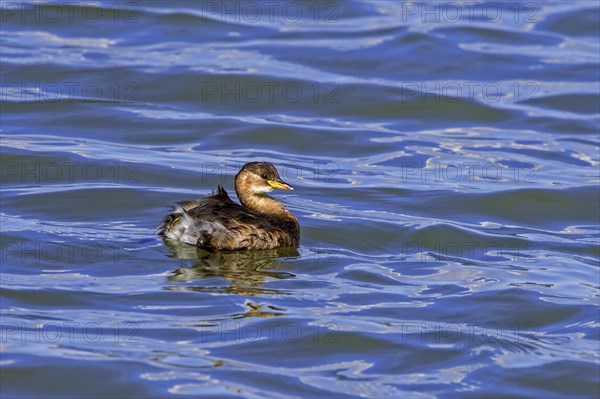 Little grebe